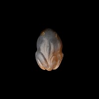 Mesopotamian Blue Agate Frog Amulet