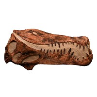 Life-Size Adult Spinosaurus Dinosaur Skull Replica