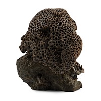 Isle of Wight Fossil Coral Specimen with Brachiopod and Worm Tubes