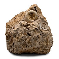 Fossil Planorbina Gastropod Group