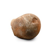 Mammal Fossil Femur Fragment