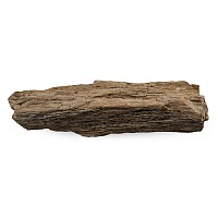 Very Large Petrified Wood Fossil Specimen