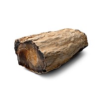 Large Petrified Fossil Tree Trunk Specimen