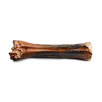 Ice Age Bison Fossil Leg Bone