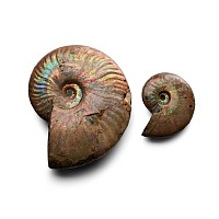 Opal Lustre Fossil Ammonite Group