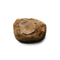 Mosasaur 'Marine Dinosaur' Tooth & Shark Vertebrae in Matrix