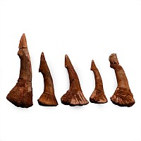 Fossil Rostral Tooth Group