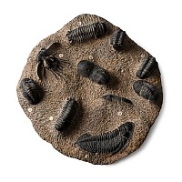 Large Fossil Trilobite Group in Matrix