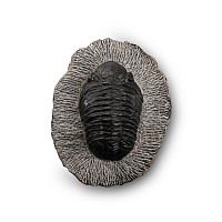 Large Fossil Trilobite in Matrix