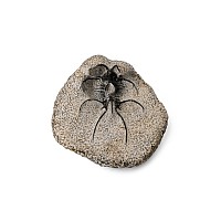 Fossil Trilobite in Matrix