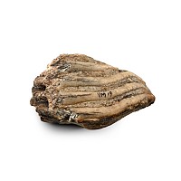 Fossil Woolly Mammoth Molar Tooth