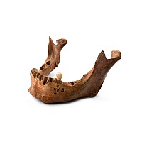Medieval Human Lower Jaw