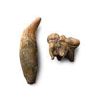 Fossil Ursus Spelaeus Canine and Molar Tooth Group