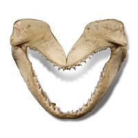 Shark's Jaw in Card Tray