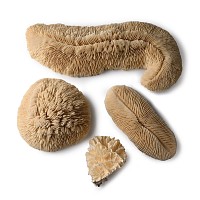 Mushroom and Lettuce Coral Collection