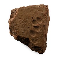Roman Roof Tile with Dog Paw Print