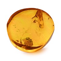 Fly in Polished Amber