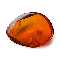 Insect Legs in Polished Amber