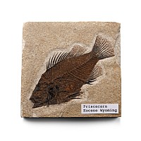 Fossil Priscacara Fish in Matrix