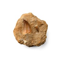 Fossil Mosasaur 'Marine Dinosaur' Teeth in Matrix