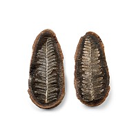 Fossil Fern in Opened Nodule