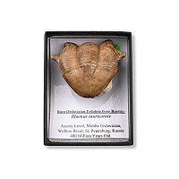 Fossil Illaenus Tauricornis Trilobite