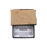 Fossil Presbyornis Bird Footprints