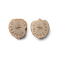 Cut and Polished Fossil Auricaria Pinecone