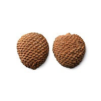 Cut and Polished Fossil Auricaria Pinecone