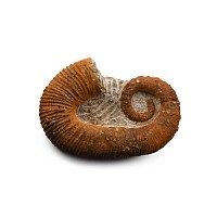 Fossil Heteromorph Ammonite