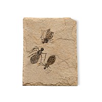 Fossil Dragonfly Larvae in Matrix