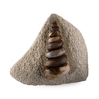 Fossil Gastropod Specimen