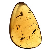 Fly and Other Inclusions in Polished Amber