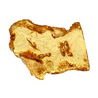 Termites in Polished Amber