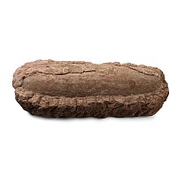 Large Fossil Theropod Dinosaur Egg