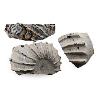 Roman Marbled Glass Fragments