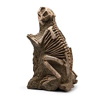 Psittacosaurus Fossil Dinosaur Skeleton