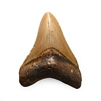 Fossil Megalodon Shark Tooth