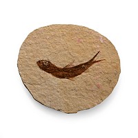 Fossil Knightia Fish on Matrix