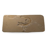 Fossil Fish on Matrix