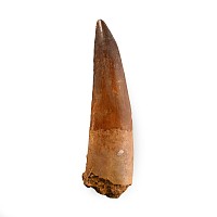 Large Spinosaurus Dinosaur Fossil Tooth