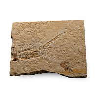Double Fossil Shrimp Plate