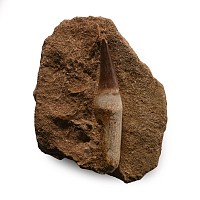 Mosasaur 'Marine Dinosaur' Fossil Tooth