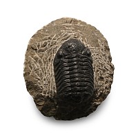 Fossil Phacops Trilobite on Matrix