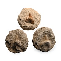 Fossil Otodus Shark Tooth on Matrix Group