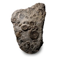 Fossil Promicroceras Ammonite Mortality Plate