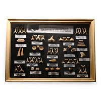 Fossil Shark Tooth Display Case