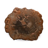 Fossilised Tree Trunk Slice