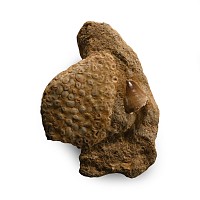 Fossil Mosasaur Tooth with Fish Palate