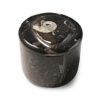 Polished Fossil Goniatite Lidded Pot